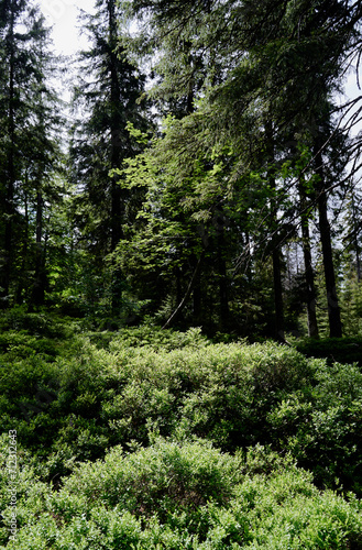 Beautiful summer landscape with blueberry bushes in the forest.