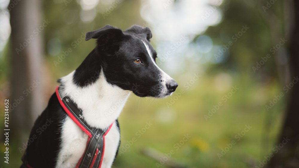 border collie dog head portrait in a forest in a mountain