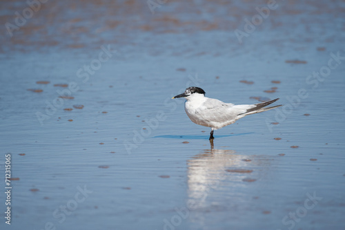 A sandwich tern standing at the beach