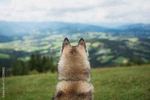 siberian husky dog head back close up portrait sitting on an alpine mountain top in the summer