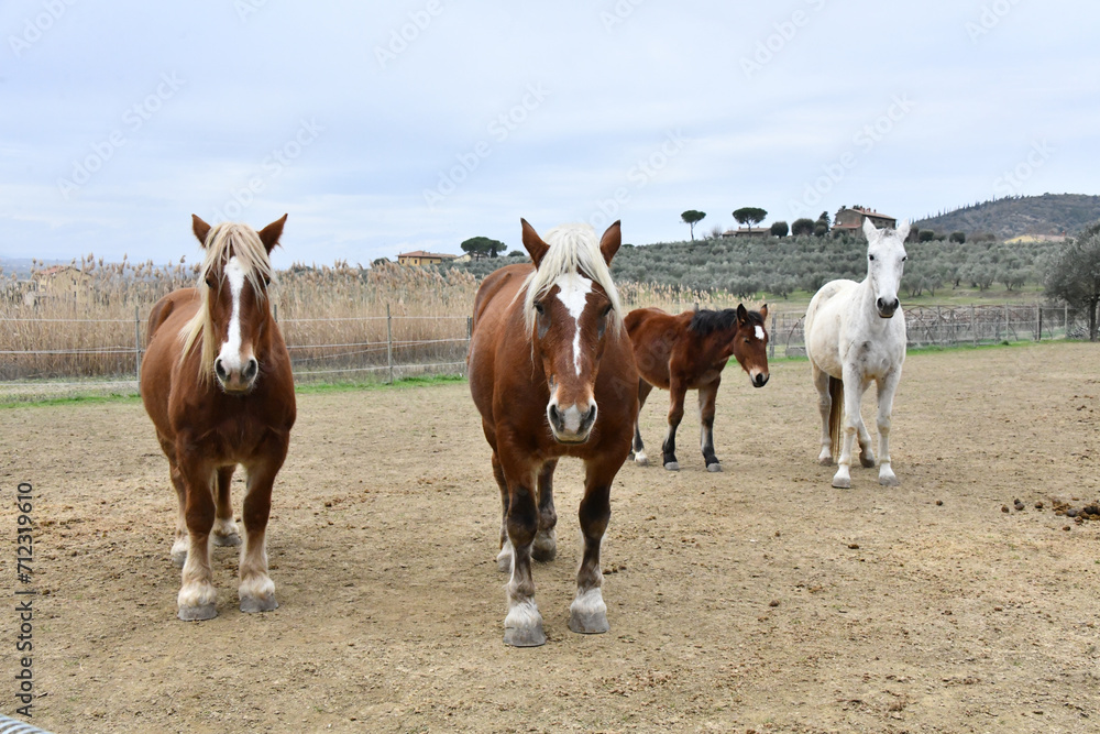 Cavalli in posa, Toscana