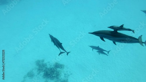 Family of Spinner dolphins with little baby swims past two teenagers in shallow water. Top view of dolphins family with baby floating above sand seafloor photo