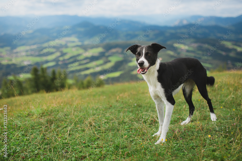 border collie dog standing on an alpine mountain top in the summer looking back a the camera