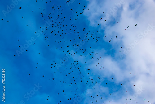 Lots of birds on the background of blue sky and clouds photo