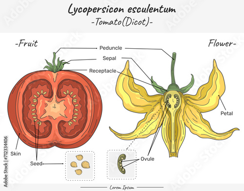 Tomato Solanum lycopersicum Flower and fruit comparison