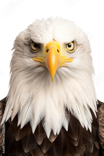 Bald eagle portrait studio shot  isolated white background PNG