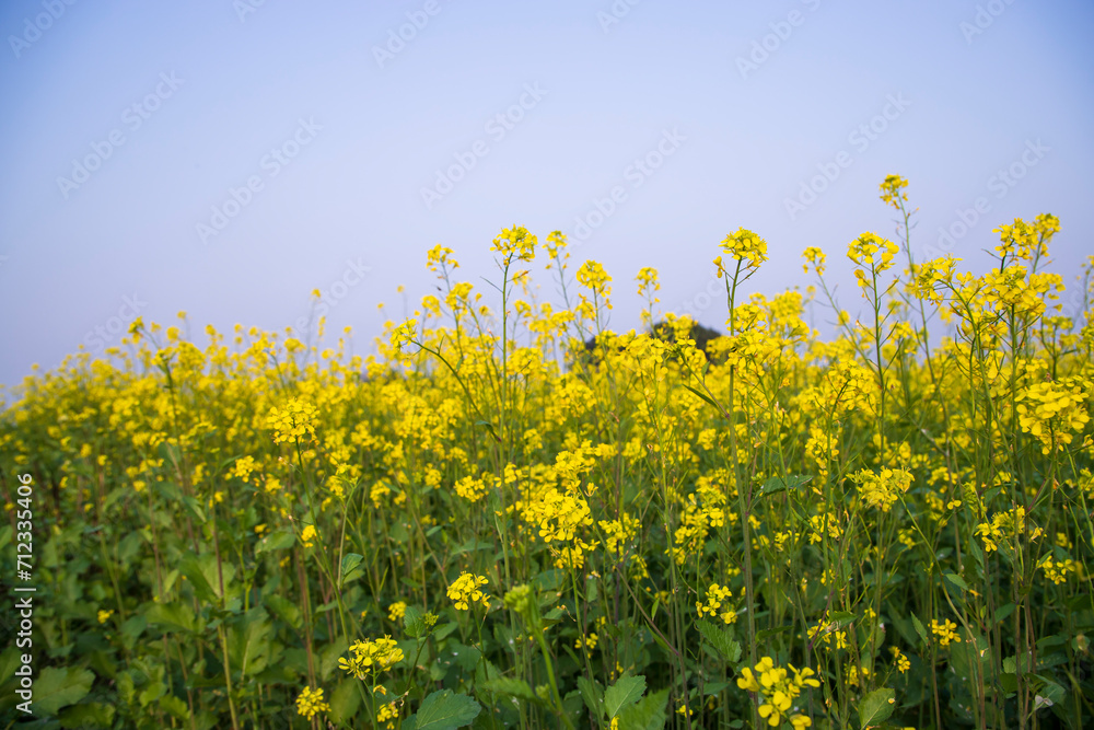 Outdoor yellow Rapeseed Flowers Field Countryside of Bangladesh