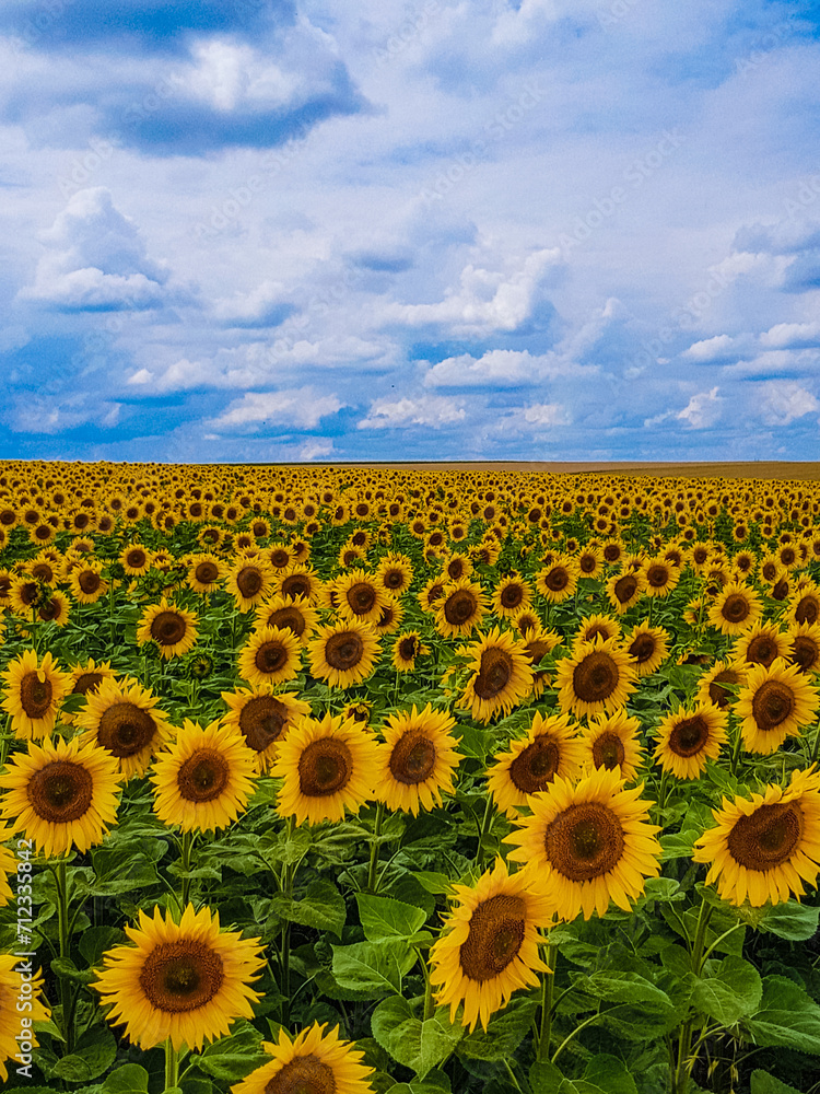 Obraz premium Sunflower Sea under the Azure Sky