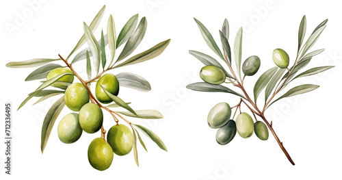 set of olive branches watercolor illustration png isolated on a transparent background, clipart 
