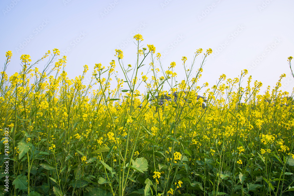 Outdoor yellow Rapeseed Flowers Field Countryside of Bangladesh Outdoor yellow Rapeseed Flowers Field Countryside of Bangladesh