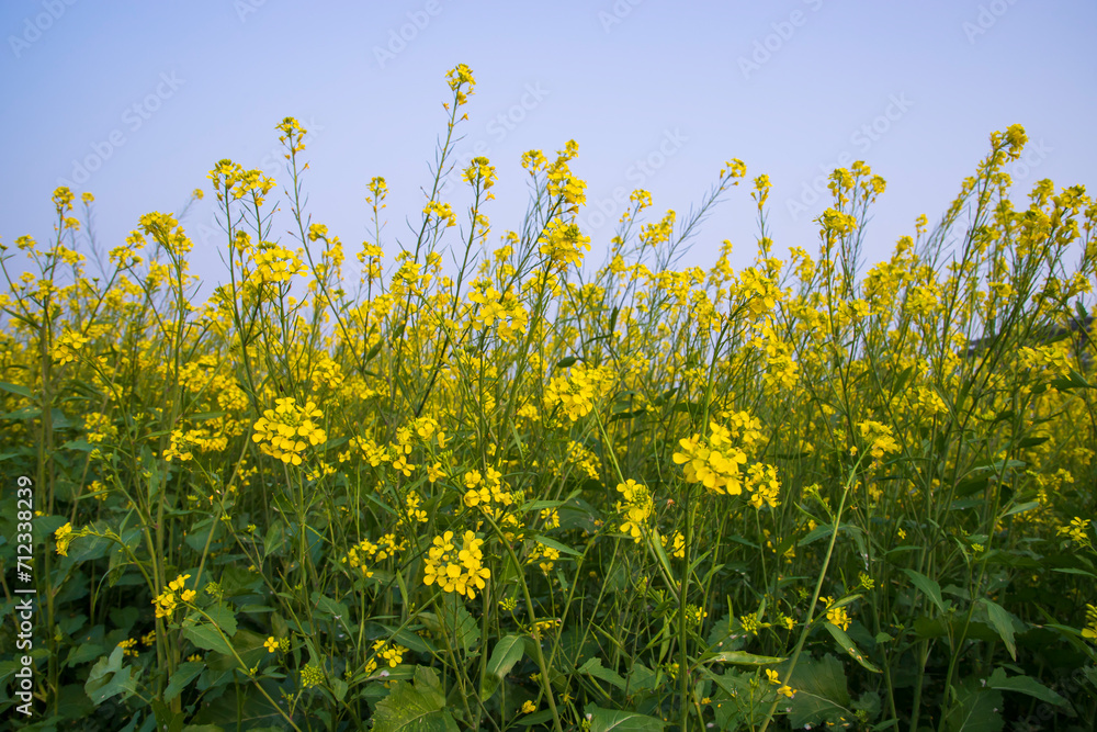 Outdoor yellow Rapeseed Flowers Field Countryside of Bangladesh Outdoor yellow Rapeseed Flowers Field Countryside of Bangladesh