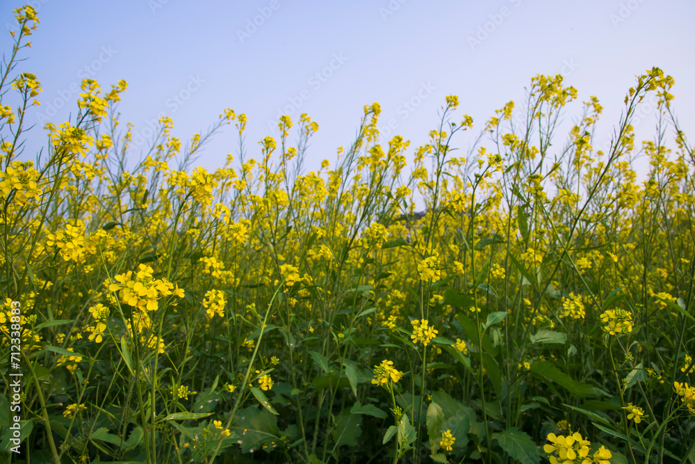 Outdoor yellow Rapeseed Flowers Field Countryside of Bangladesh Outdoor yellow Rapeseed Flowers Field Countryside of Bangladesh
