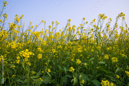 Fototapeta Naklejka Na Ścianę i Meble -  Outdoor yellow Rapeseed Flowers Field Countryside of Bangladesh