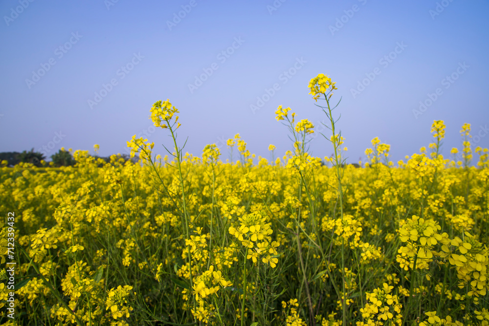 Outdoor yellow Rapeseed Flowers Field Countryside of Bangladesh