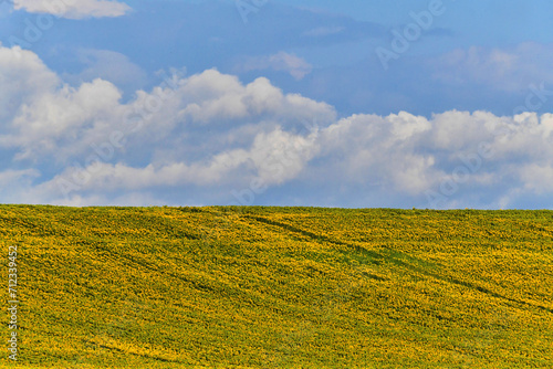 Girasoli e nuvole, Toscana © Federico