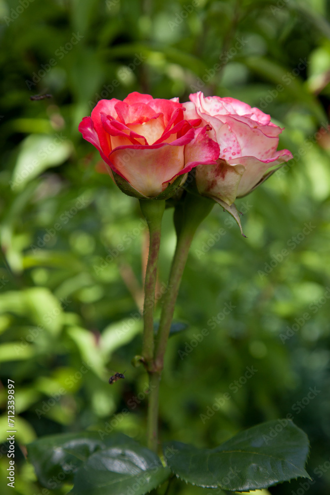 Beautiful pink rose bush growing in the garden..