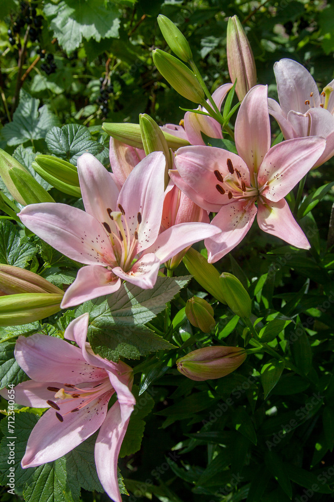 Fototapeta premium Blooming Oriental Lily flowers. Pink tropical flower in the garden..
