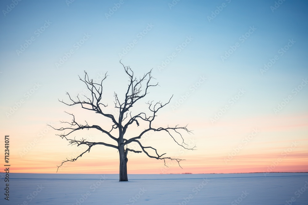 a barren winter tree silhouetted at dusk a barren winter tree silhouetted at dusk