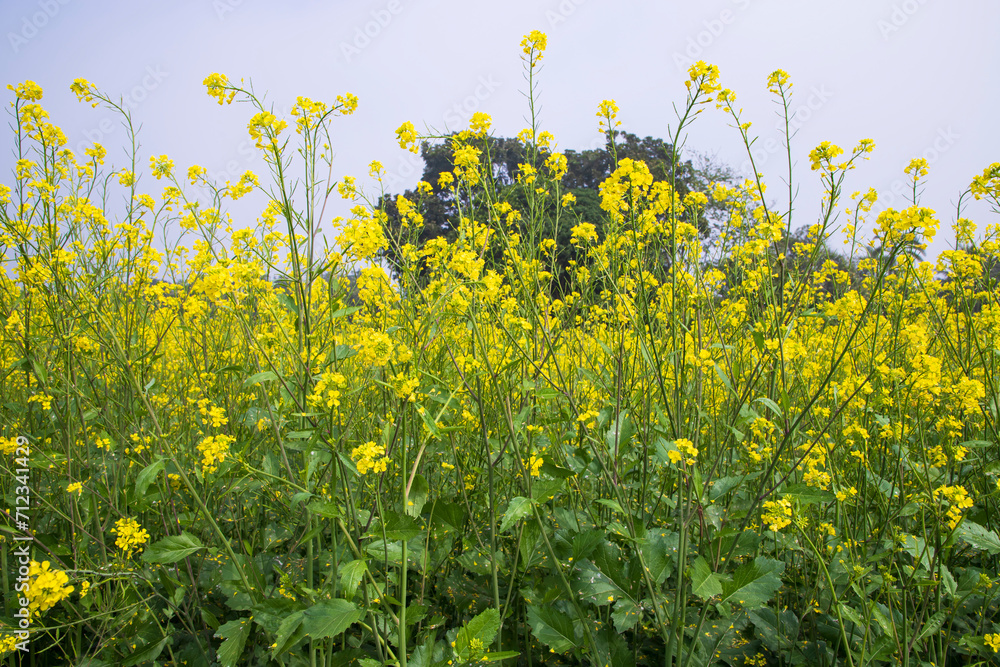 Outdoor yellow Rapeseed Flowers Field Countryside of Bangladesh Outdoor yellow Rapeseed Flowers Field Countryside of Bangladesh