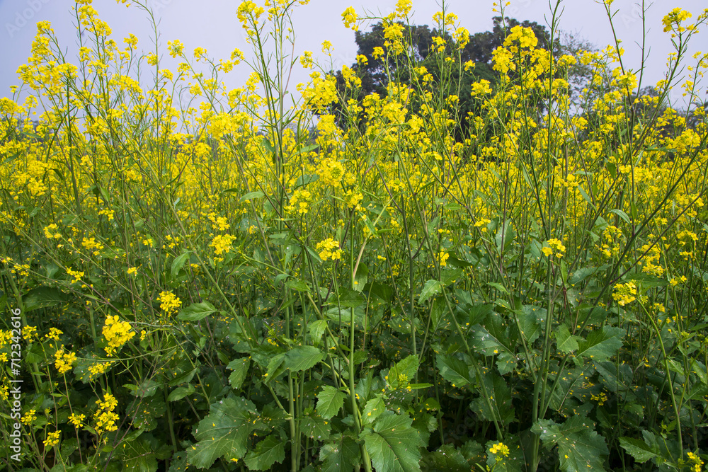 Obraz premium Outdoor yellow Rapeseed Flowers Field Countryside of Bangladesh