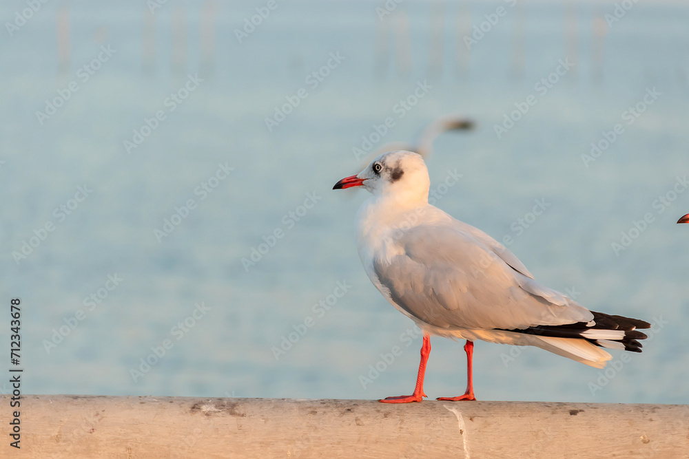 Seagulls standing alone on bang pu bridge at evening. Seagulls standing alone on bang pu bridge at evening.