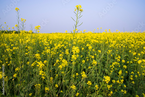Fototapeta Naklejka Na Ścianę i Meble -  Outdoor yellow Rapeseed Flowers Field Countryside of Bangladesh