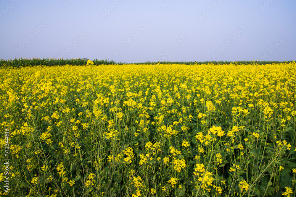 Obraz premium Outdoor yellow Rapeseed Flowers Field Countryside of Bangladesh