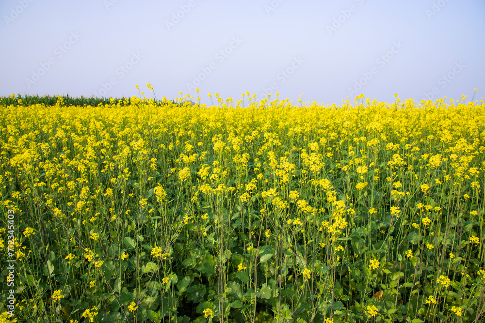Obraz premium Outdoor yellow Rapeseed Flowers Field Countryside of Bangladesh