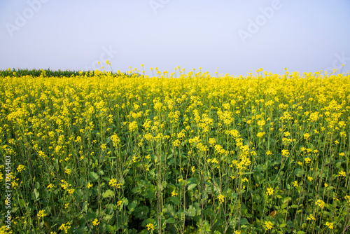 Outdoor yellow Rapeseed Flowers Field Countryside of Bangladesh © Artyponds