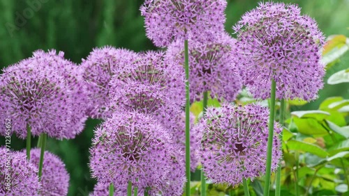 Allium Giganteum flowers growing outdoors. Giant Onion blooming in the spring day. Field of Allium ornamental onion. Balls of blossoming Allium flowers (Allium aflatunense, Alliaceae Family) photo