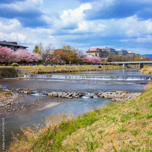 Kamogawa river in Kyoto, Japan is one of the best cherry blossom spots in Kyoto city
