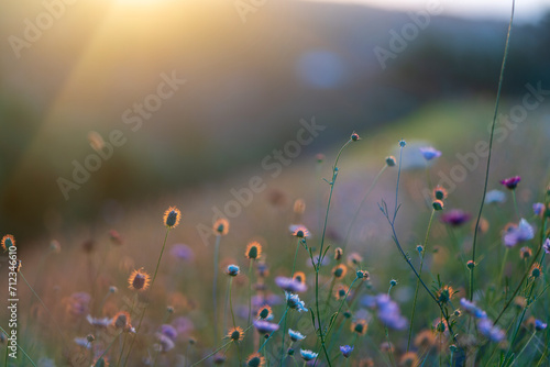 field of flowers, Sunlit Meadow of Vibrant Blooms.
