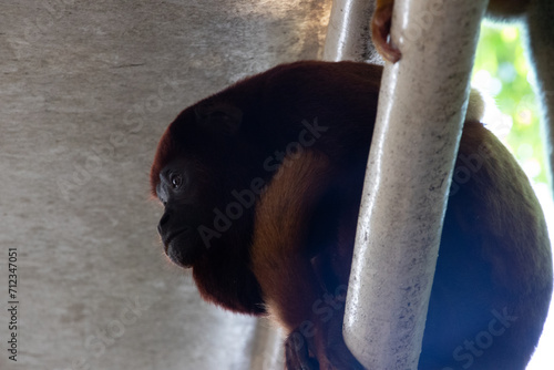 Red howler monkeys sitting on pole. looking sad photo