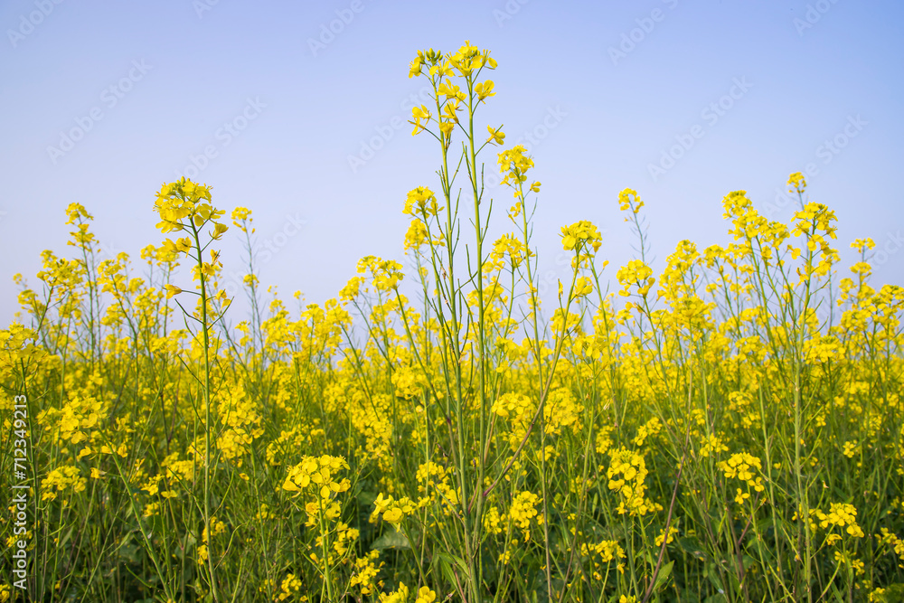 Outdoor yellow Rapeseed Flowers Field Countryside of Bangladesh Outdoor yellow Rapeseed Flowers Field Countryside of Bangladesh