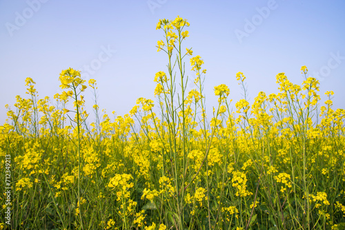 Outdoor yellow Rapeseed Flowers Field Countryside of Bangladesh