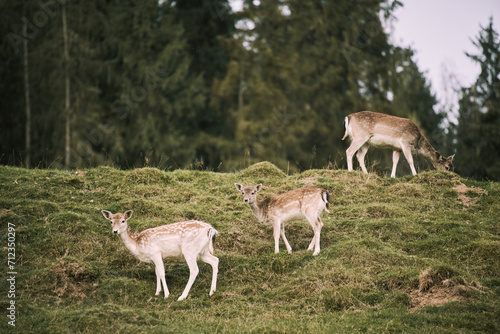 Fototapeta Naklejka Na Ścianę i Meble -  A group of young deer eats grass. In the Heart of Nature. Witness the Tranquility of Wilderness as Spotted Deer Enjoy a Quiet Afternoon in a Woodland Setting