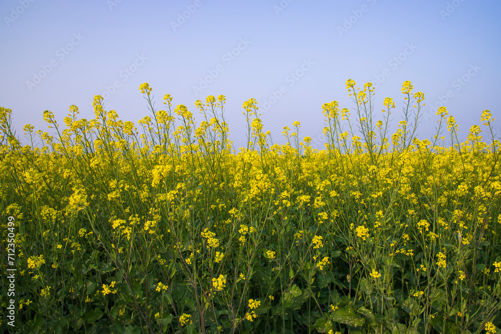 Outdoor yellow Rapeseed Flowers Field Countryside of Bangladesh Outdoor yellow Rapeseed Flowers Field Countryside of Bangladesh
