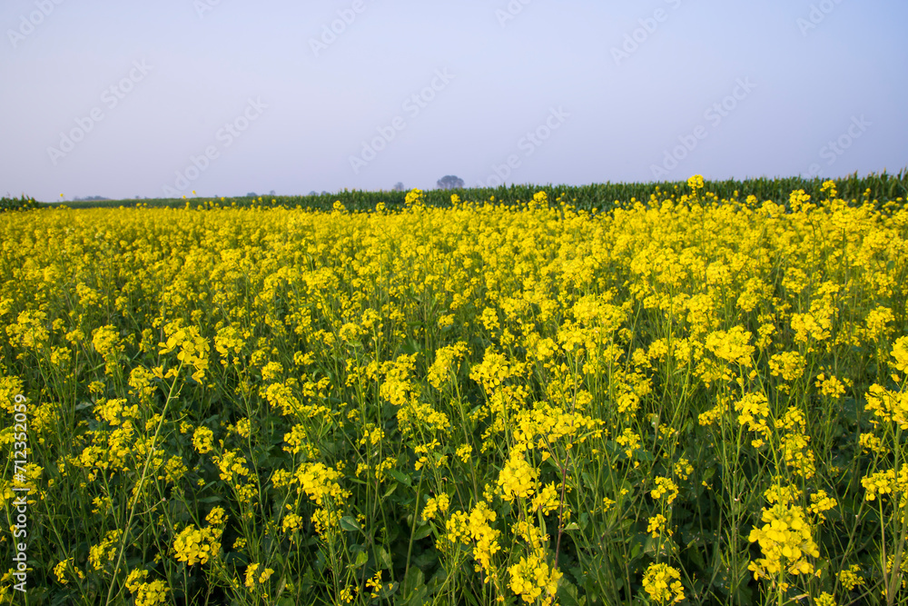 Fototapeta premium Outdoor yellow Rapeseed Flowers Field Countryside of Bangladesh