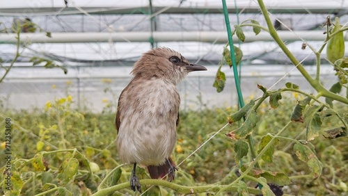 red tailed hawk