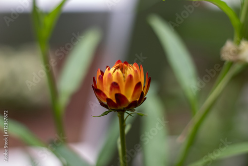 Φωτογραφία a flower whose color is a mixture of yellow and orange and red