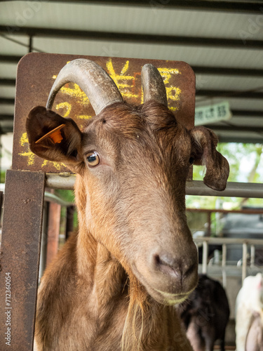 Fototapeta Naklejka Na Ścianę i Meble -  Cute goats on the farm in Yilan