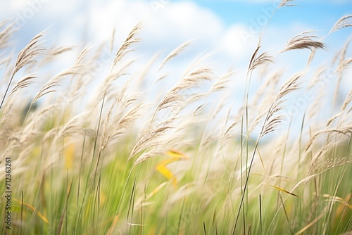 native grasses swaying in a gentle breeze