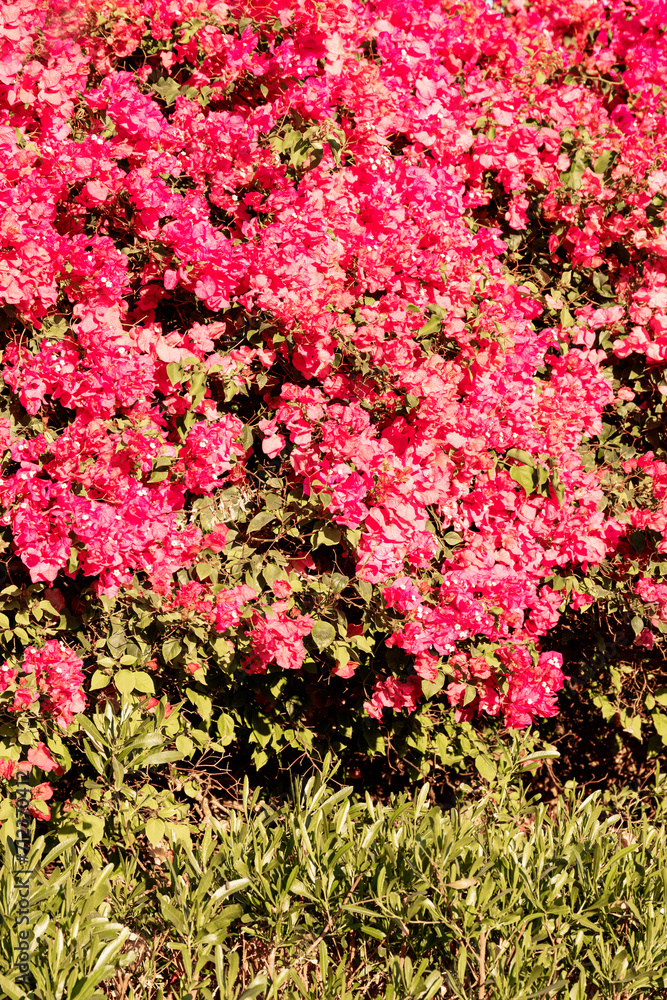 Fototapeta premium Spring, bright red rose flowers, vertical background.