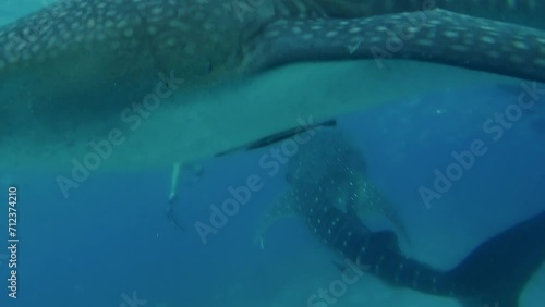 Two whale shark swimming along, with the divers near to each other in Oslob Cebu, Phils. photo