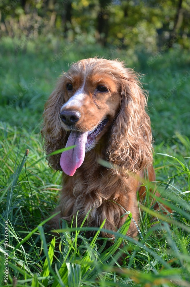 Hund beim Apportieren