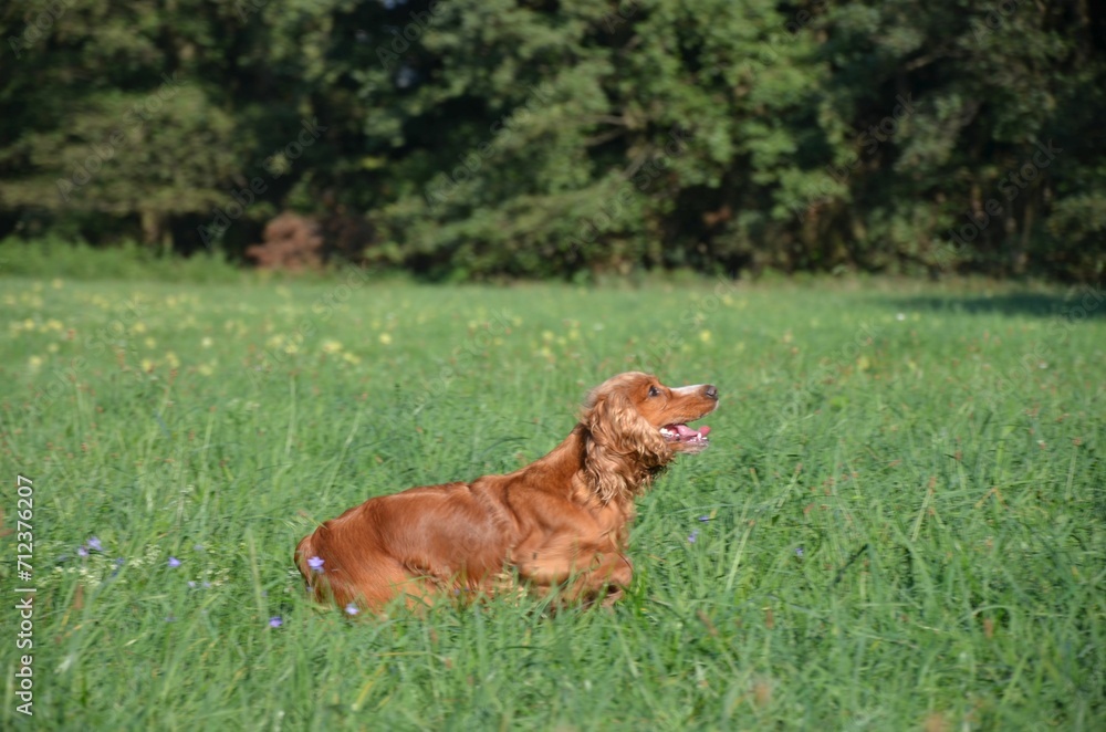 Naklejka premium Hund beim Apportieren