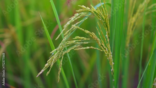 Rice for harvest growing in field