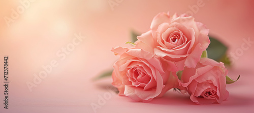 Soft Pink Roses on Gradient Background