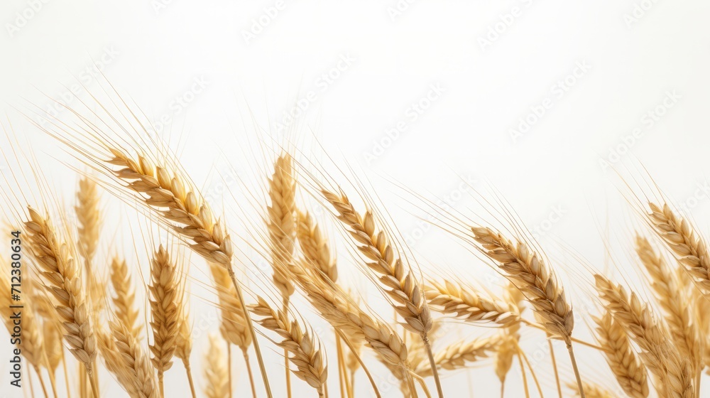 Wheat spikelets isolated on white background. Neural network AI generated art Wheat spikelets isolated on white background. Neural network AI generated art