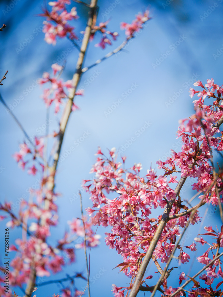 Winter cherry blossoms in full bloom Winter cherry blossoms in full bloom